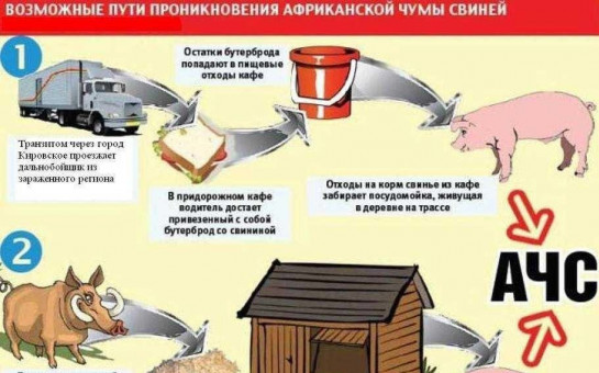 Африканская чума свиней